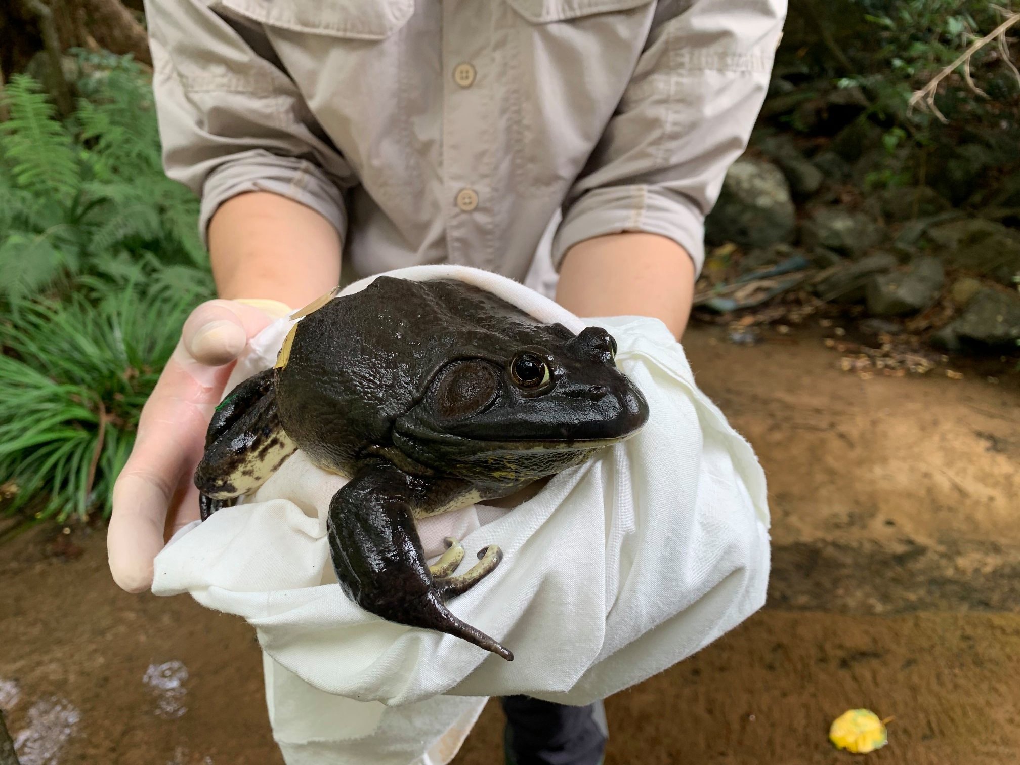 協會又指工作人員到場時已見到大量牛蛙死去,屍體腐爛,沒死的也滿身傷痕。(香港兩棲及爬蟲協會 FB圖片) 協會又指工作人員到場時已見到大量牛蛙死去,屍體腐爛,沒死的也滿身傷痕。(香港兩棲及爬蟲協會 FB圖片)