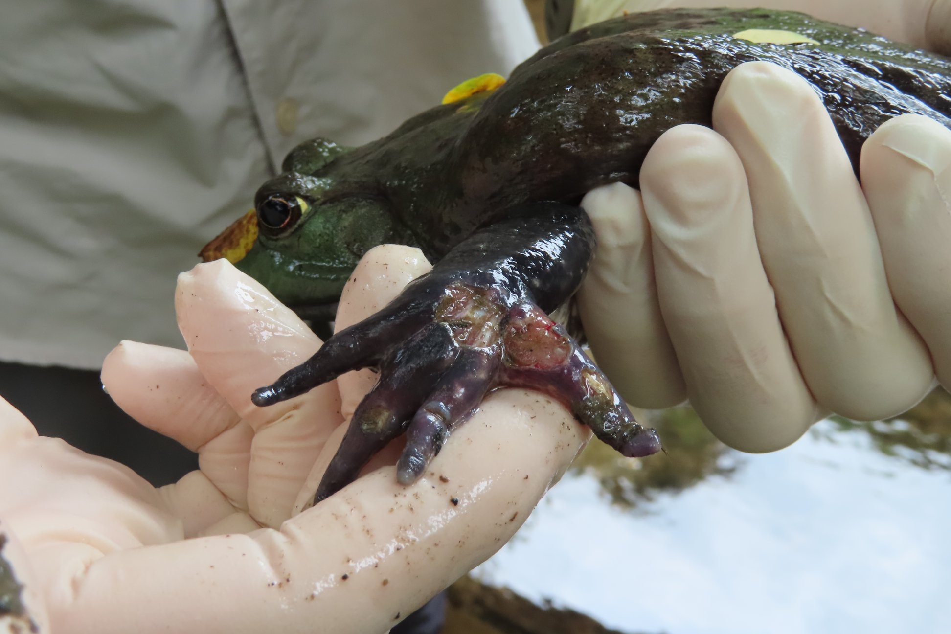 協會又指工作人員到場時已見到大量牛蛙死去,屍體腐爛,沒死的也滿身傷痕。(香港兩棲及爬蟲協會 FB圖片) 協會又指工作人員到場時已見到大量牛蛙死去,屍體腐爛,沒死的也滿身傷痕。(香港兩棲及爬蟲協會 FB圖片)