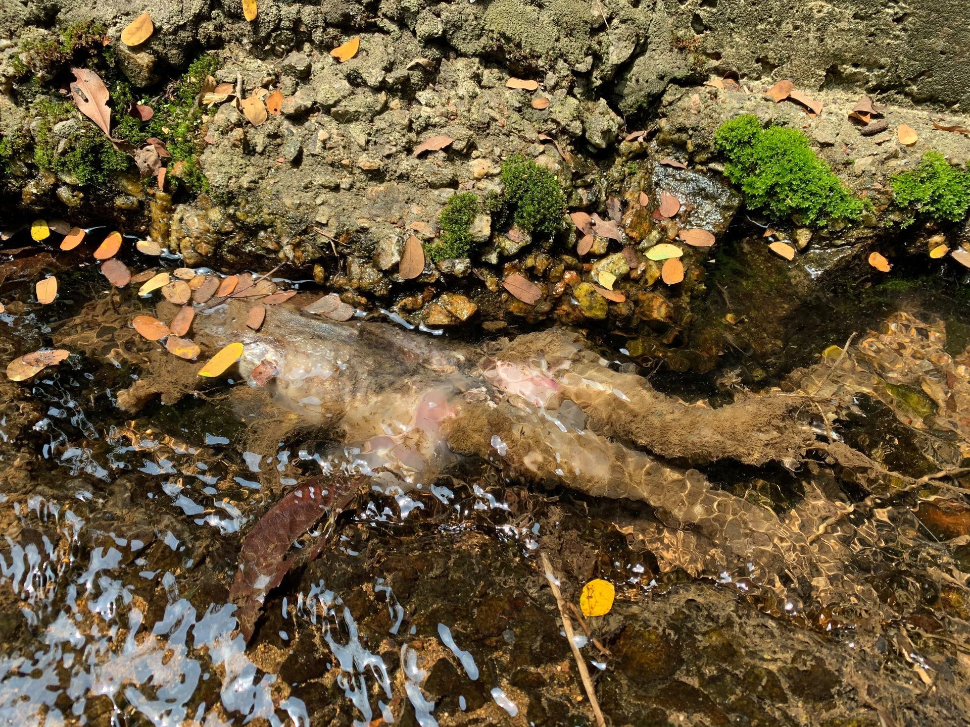 協會又指工作人員到場時已見到大量牛蛙死去,屍體腐爛,沒死的也滿身傷痕。(香港兩棲及爬蟲協會 FB圖片) 協會又指工作人員到場時已見到大量牛蛙死去,屍體腐爛,沒死的也滿身傷痕。(香港兩棲及爬蟲協會 FB圖片)