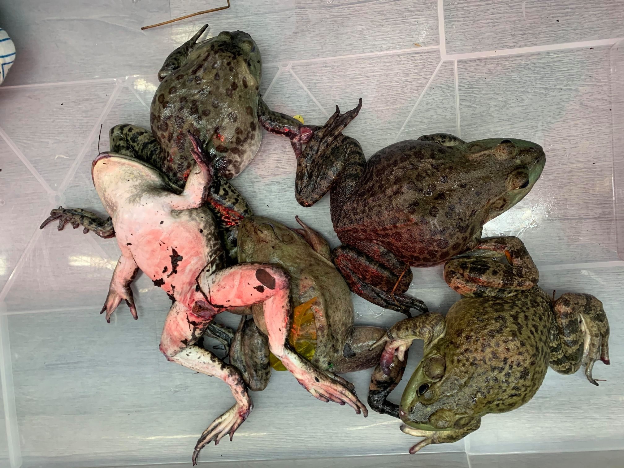 莫讓放生變放死,協會呼籲大家用其他方法祈福。。(香港兩棲及爬蟲協會 (FB圖片) 莫讓放生變放死,協會呼籲大家用其他方法祈福。。(香港兩棲及爬蟲協會 (FB圖片)