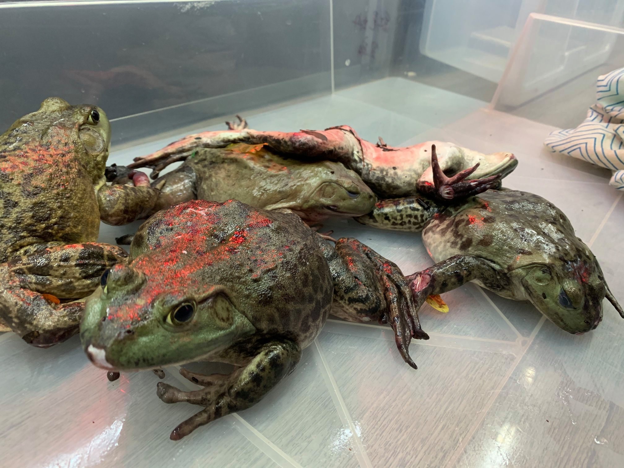 協會又指工作人員到場時已見到大量牛蛙死去,屍體腐爛,沒死的也滿身傷痕。(香港兩棲及爬蟲協會 FB圖片) 協會又指工作人員到場時已見到大量牛蛙死去,屍體腐爛,沒死的也滿身傷痕。(香港兩棲及爬蟲協會 FB圖片)