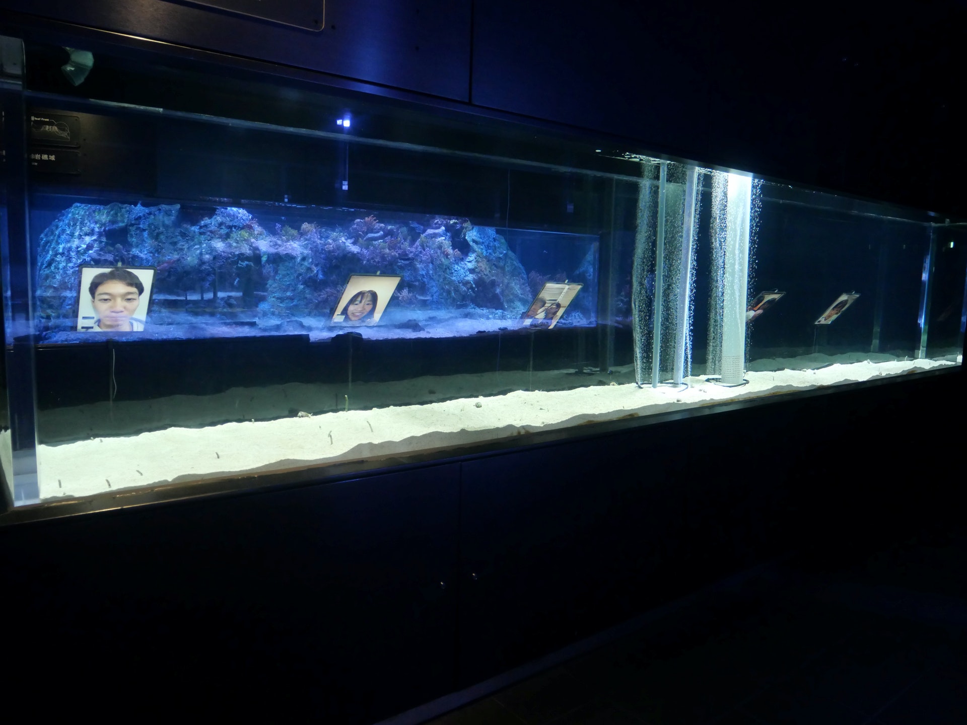 日本東京晴空塔內的墨田水族館自3月起停業後,館內變得冷清,至今已有約2個月,水族館就擔心性格害羞的花園鰻會「忘記人類」,一直躲在沙中,故此號召網民參加由5月3日起一連三日舉辦的「視訊見面會」,希望讓花園鰻在疫情之下,透過視像也能夠多看到人類的樣子,記住人類。圖為館方5月1日發布的照片。(Reuters) 日本東京晴空塔內的墨田水族館自3月起停業後,館內變得冷清,至今已有約2個月,水族館就擔心性格害羞的花園鰻會「忘記人類」,一直躲在沙中,故此號召網民參加由5月3日起一連三日舉辦的「視訊見面會」,希望讓花園鰻在疫情之下,透過視像也能夠多看到人類的樣子,記住人類。圖為館方5月1日發布的照片。(Reuters)