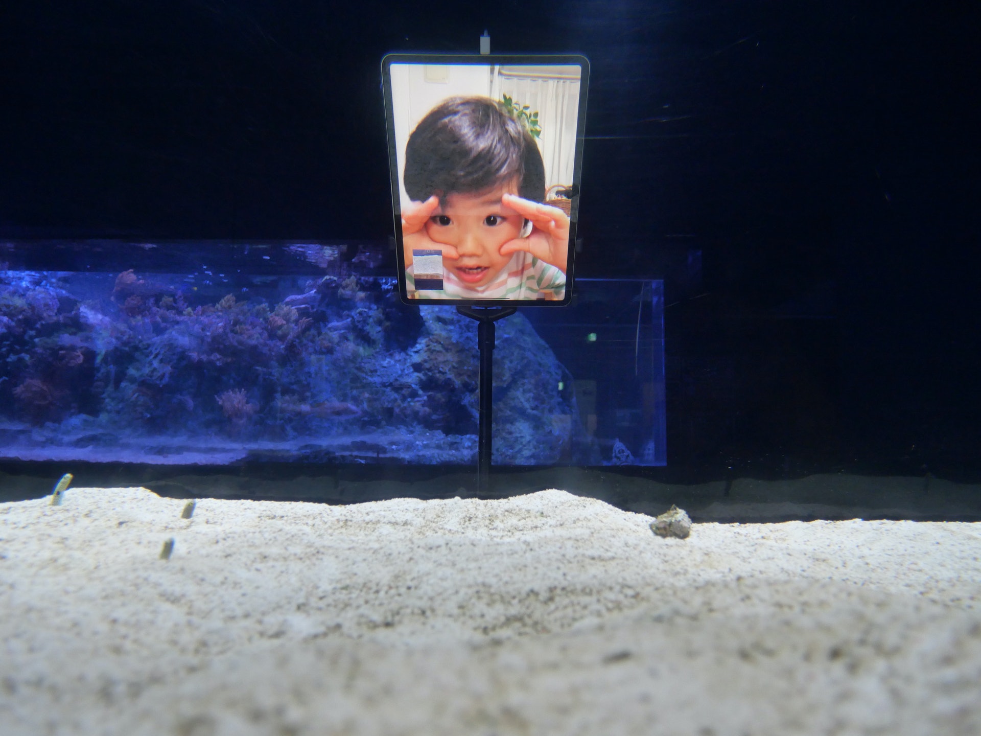 日本東京晴空塔內的墨田水族館自3月起停業後,館內變得冷清,至今已有約2個月,水族館就擔心性格害羞的花園鰻會「忘記人類」,一直躲在沙中,故此號召網民參加由5月3日起一連三日舉辦的「視訊見面會」,希望讓花園鰻在疫情之下,透過視像也能夠多看到人類的樣子,記住人類。圖為館方5月1日發布的照片。(Reuters) 日本東京晴空塔內的墨田水族館自3月起停業後,館內變得冷清,至今已有約2個月,水族館就擔心性格害羞的花園鰻會「忘記人類」,一直躲在沙中,故此號召網民參加由5月3日起一連三日舉辦的「視訊見面會」,希望讓花園鰻在疫情之下,透過視像也能夠多看到人類的樣子,記住人類。圖為館方5月1日發布的照片。(Reuters)