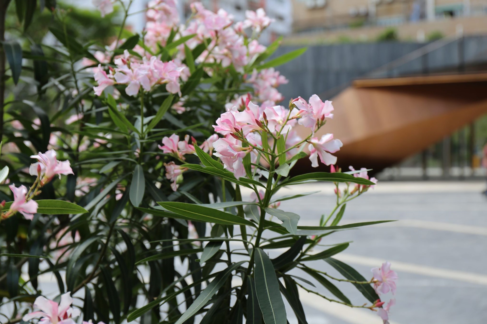藝人賞花中毒 帶你睇睇五種香港有毒植物係市區公園亦常見 藝人賞花中毒 帶你睇睇五種香港有毒植物係市區公園亦常見