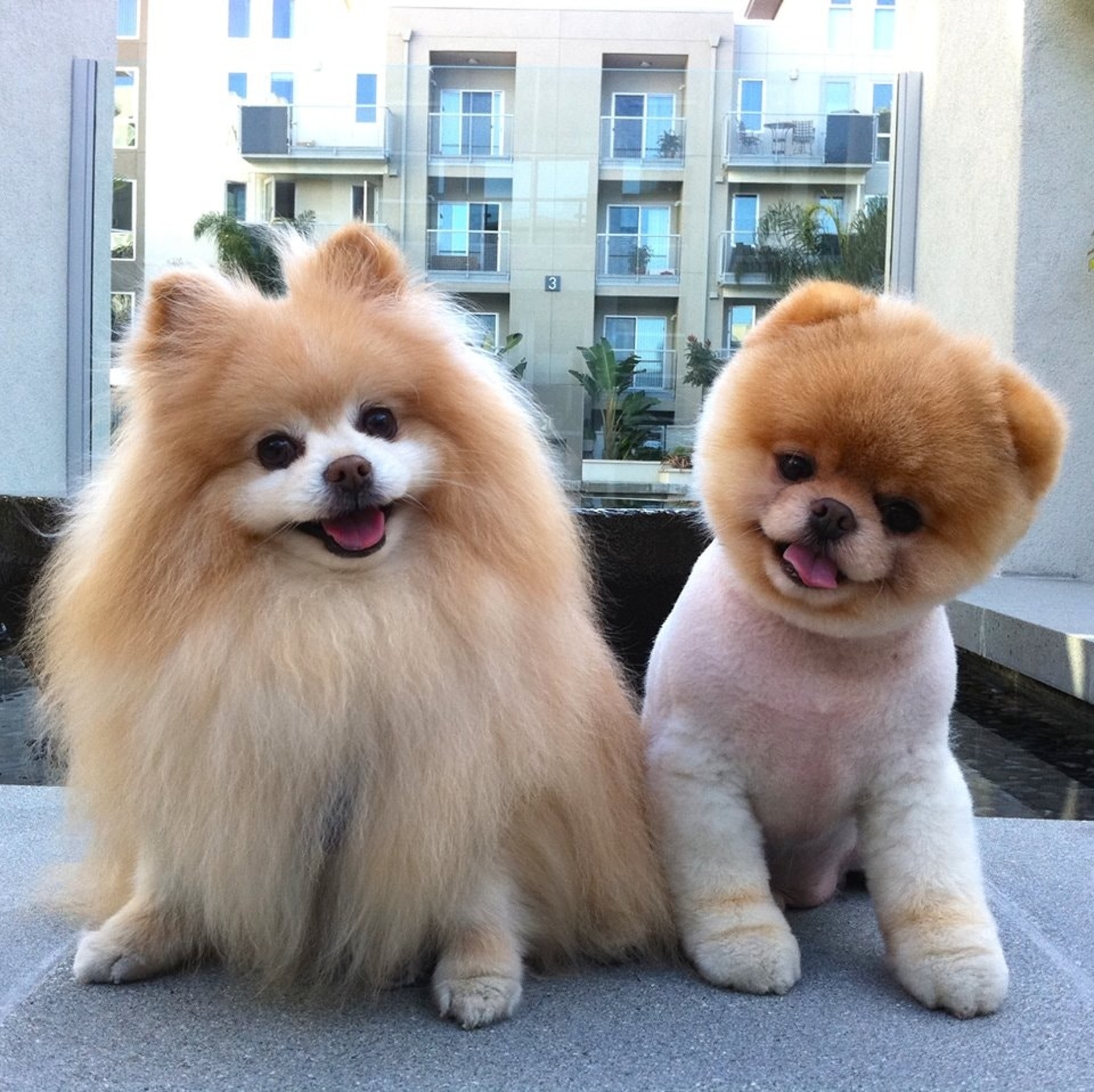 Ig十周年 松鼠狗boo 俊介等紅極一時4隻只能憑照片懷念的狗狗 Ig十周年 松鼠狗boo 俊介等紅極一時4隻只能憑照片懷念的狗狗