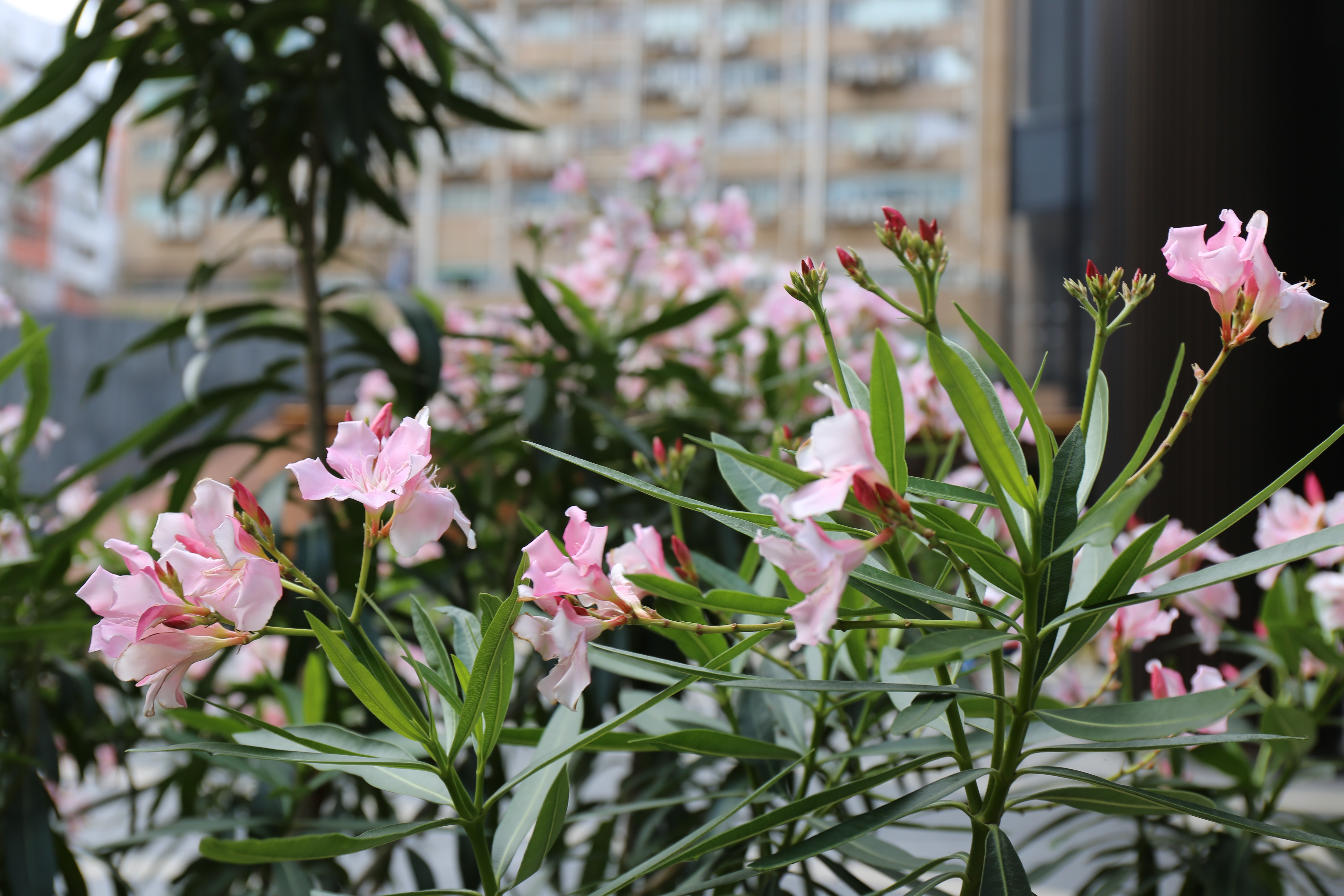 藝人賞花中毒 帶你睇睇五種香港有毒植物係市區公園亦常見