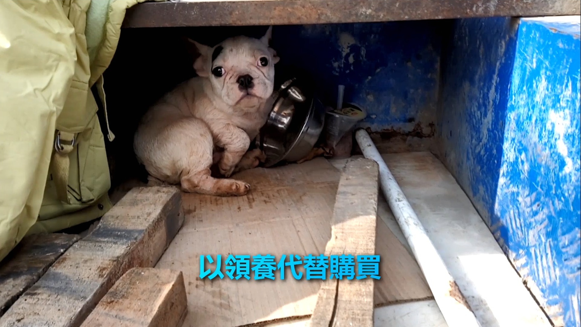 領養代替購買 保護動物組織peta暗訪揭地獄繁殖場恐怖真相 香港01 寵物 領養代替購買 保護動物組織peta暗訪揭地獄繁殖場恐怖真相 香港01 寵物