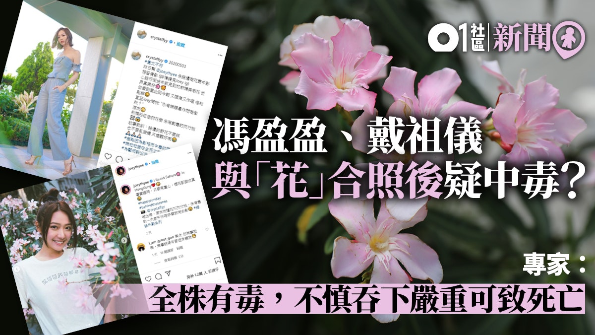 賞花中毒 馮盈盈戴祖儀與花合照後疑中毒 專家 吞下可致死亡 賞花中毒 馮盈盈戴祖儀與花合照後疑中毒 專家 吞下可致死亡