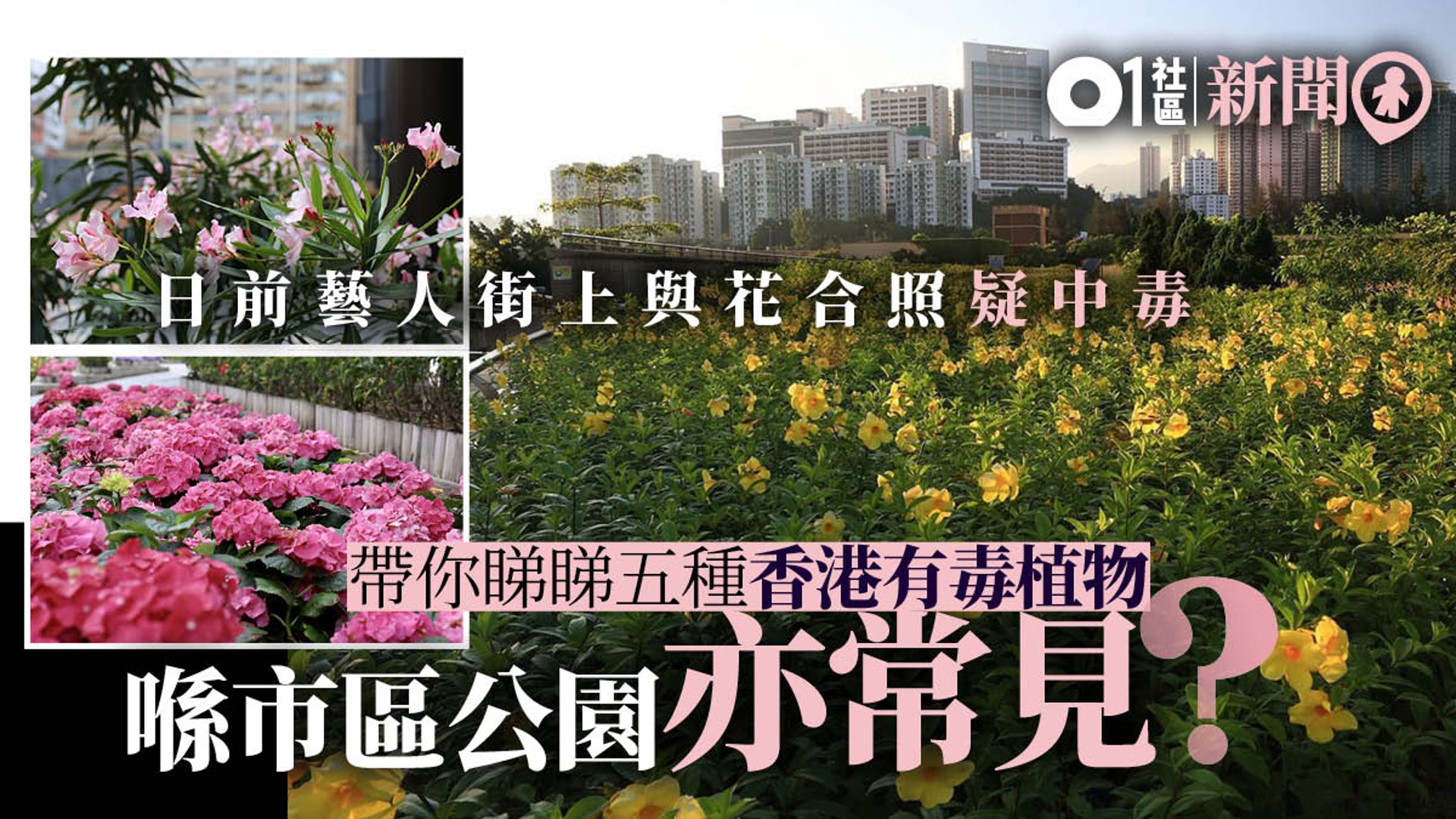 藝人賞花中毒 帶你睇睇五種香港有毒植物係市區公園亦常見 藝人賞花中毒 帶你睇睇五種香港有毒植物係市區公園亦常見