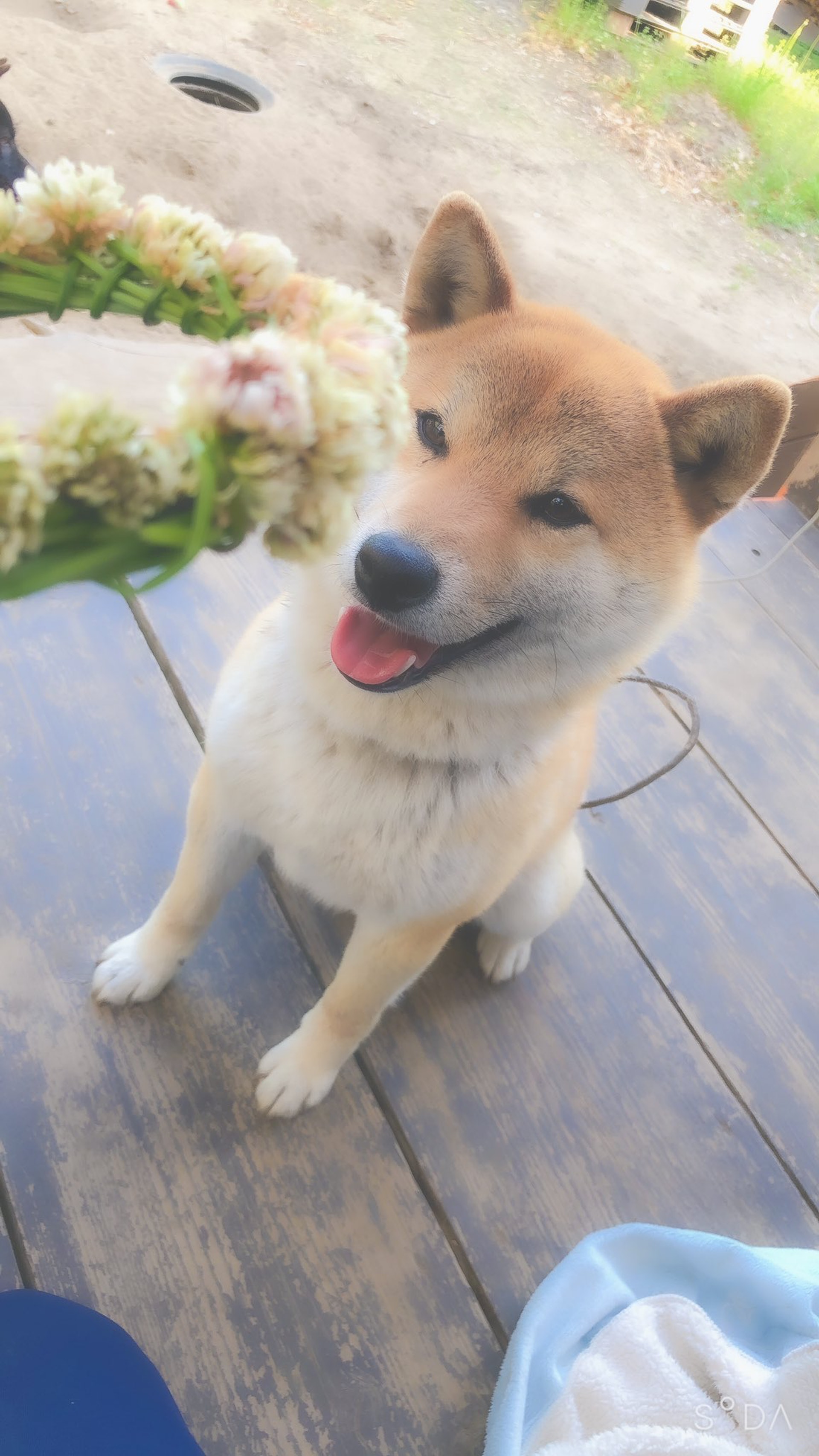 日本有狗主想為柴犬戴上花圈,但後者竟然將之當成食物吃下。(Twitter帳號「kuwi018」圖片) 日本有狗主想為柴犬戴上花圈,但後者竟然將之當成食物吃下。(Twitter帳號「kuwi018」圖片)