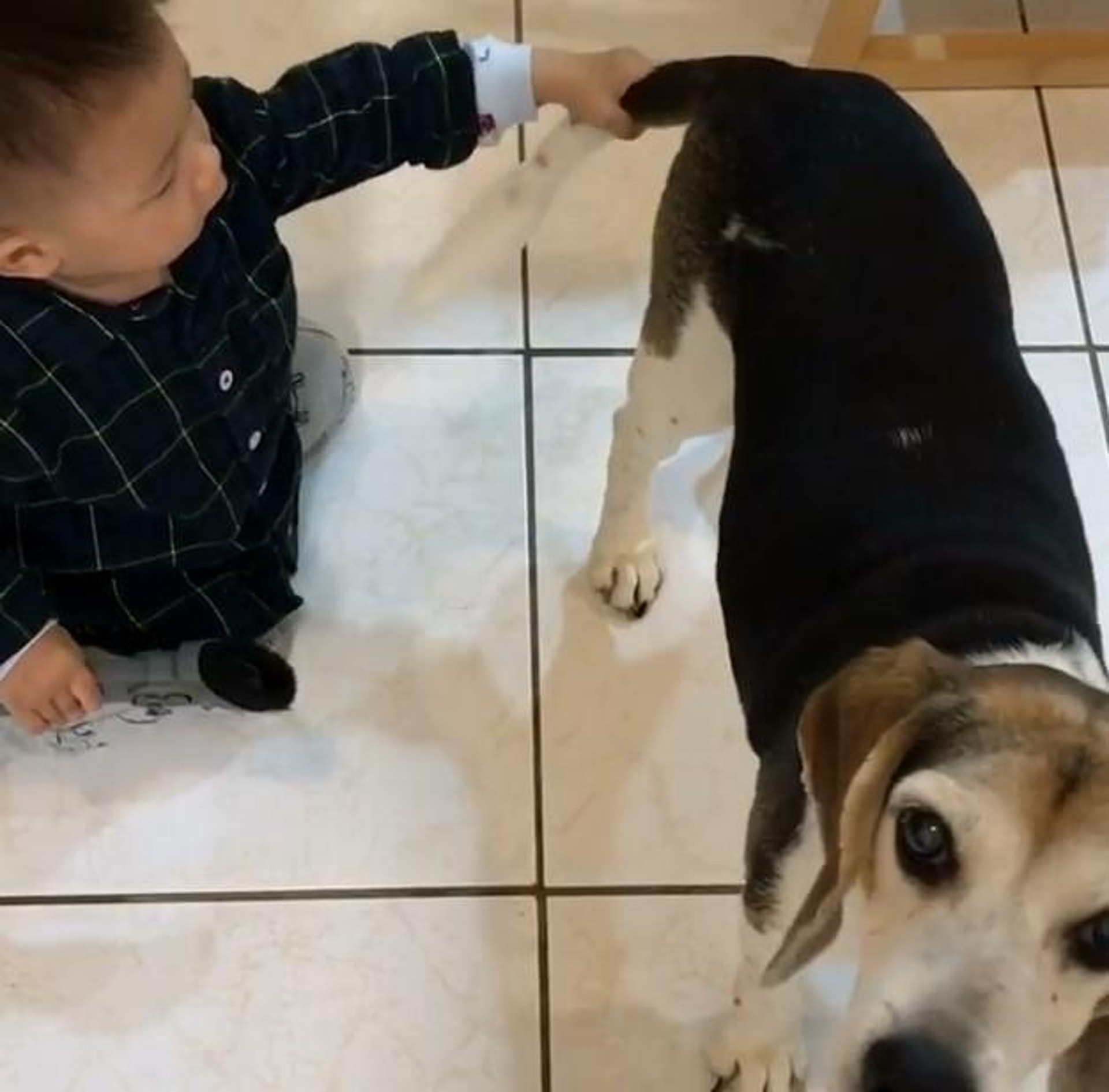 小朋友與比高犬互動極興奮一個無知舉動嚇壞媽媽急喝止 小朋友與比高犬互動極興奮一個無知舉動嚇壞媽媽急喝止