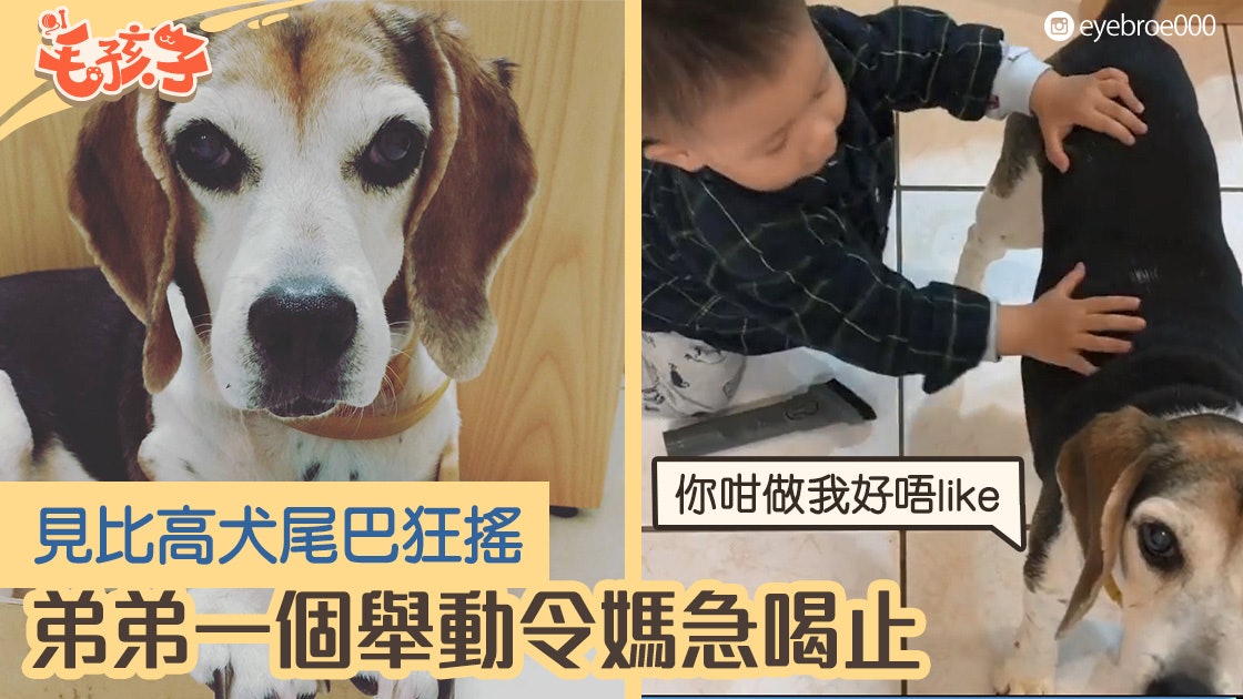 小朋友與比高犬互動極興奮一個無知舉動嚇壞媽媽急喝止 小朋友與比高犬互動極興奮一個無知舉動嚇壞媽媽急喝止