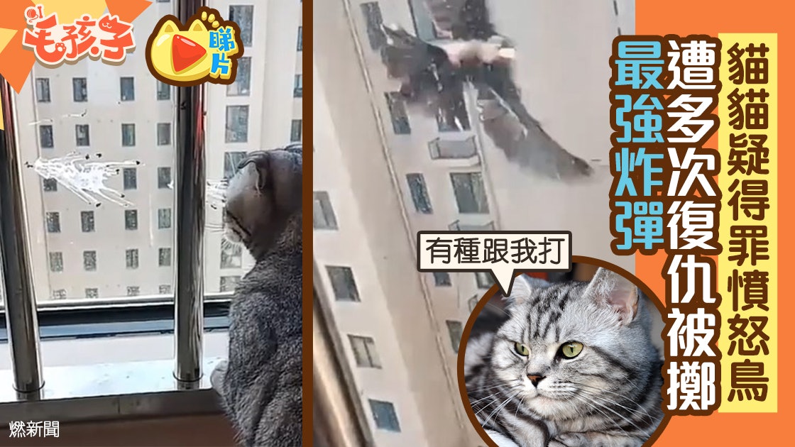 貓行為 貓貓得罪憤怒鳥遭最強炸彈狂轟網民 王牌飛行員 貓行為 貓貓得罪憤怒鳥遭最強炸彈狂轟網民 王牌飛行員