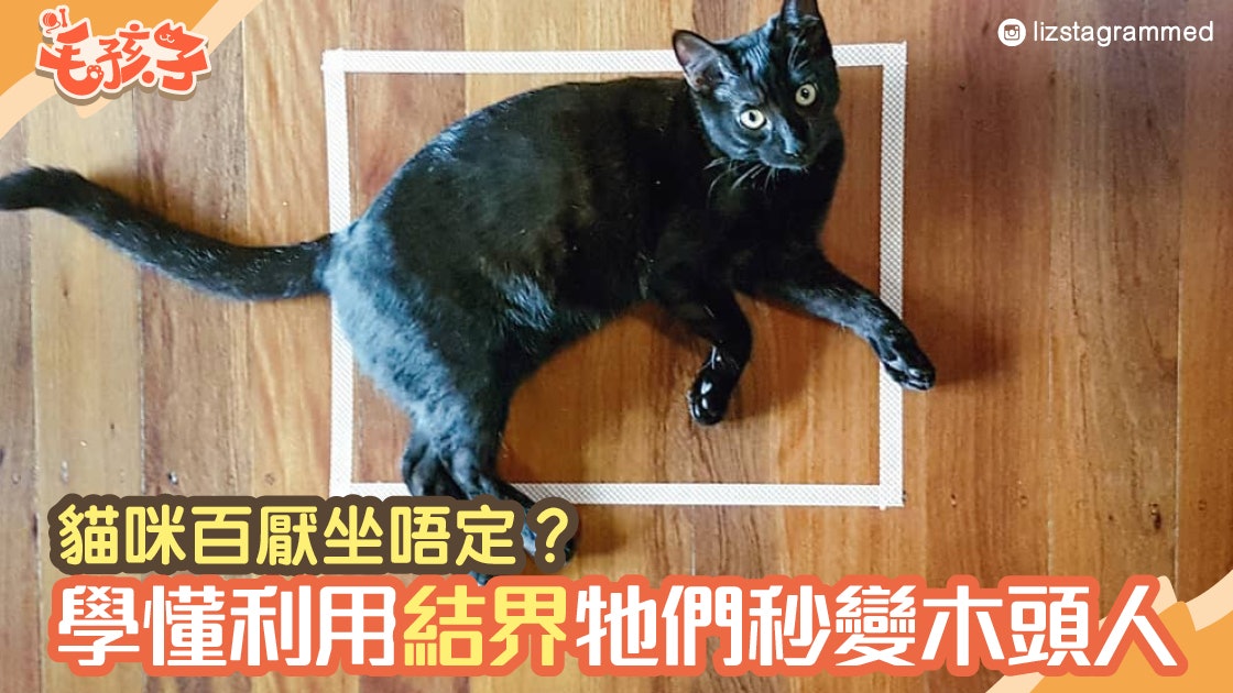 【貓行為】貓貓天生百厭坐唔定?學懂用「結界」牠們秒變小乖乖 【貓行為】貓貓天生百厭坐唔定?學懂用「結界」牠們秒變小乖乖