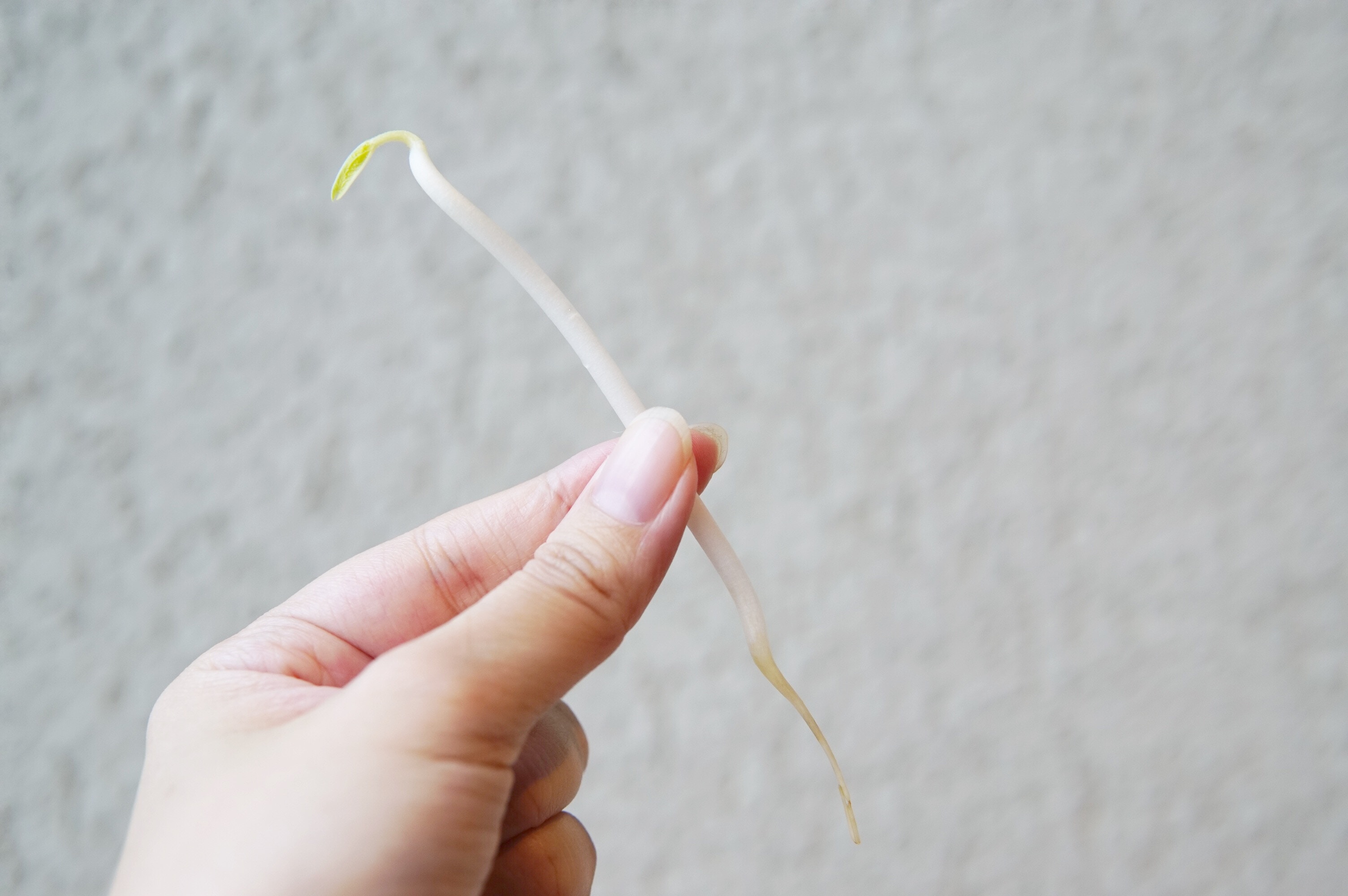 芽菜營養 降血糖抗氧化怎煮營養免流失 銀芽大豆芽綠豆芽要識分