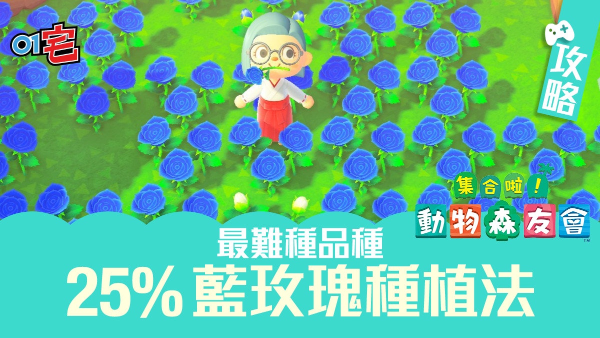 動物森友會 動物之森 攻略藍玫瑰25 高機率種植新方法解說