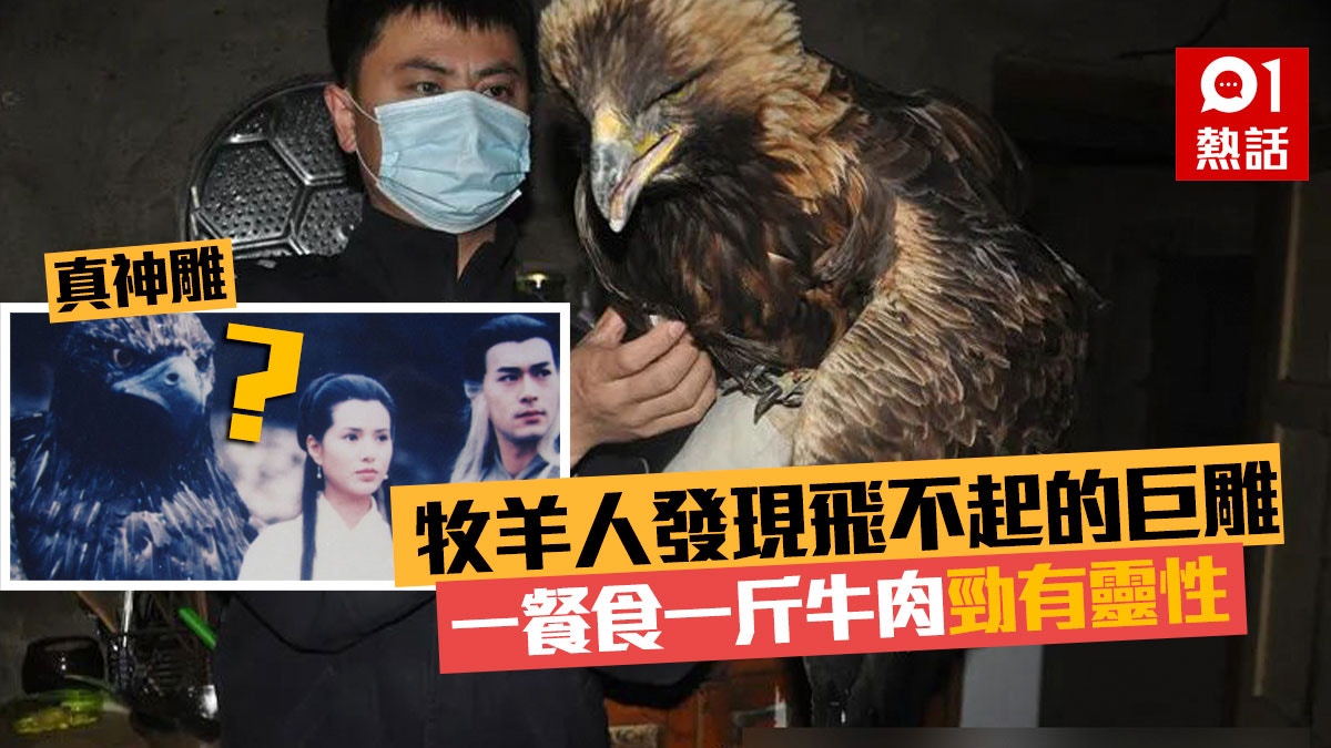 楊過隻神鵰？　牧羊人發現巨鷹臥草飛唔起　獲救後一餐吃一斤牛肉