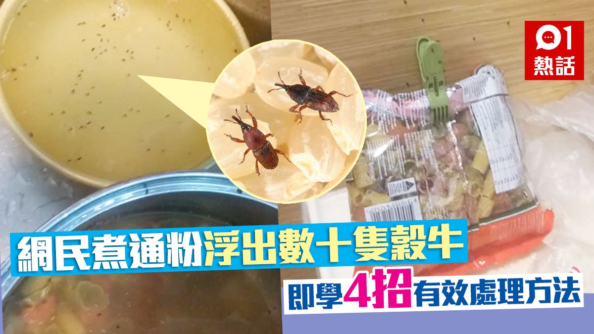 網民煮通粉驚見大量穀牛浮面連水都變味 即學有效防穀牛方法 網民煮通粉驚見大量穀牛浮面連水都變味 即學有效防穀牛方法