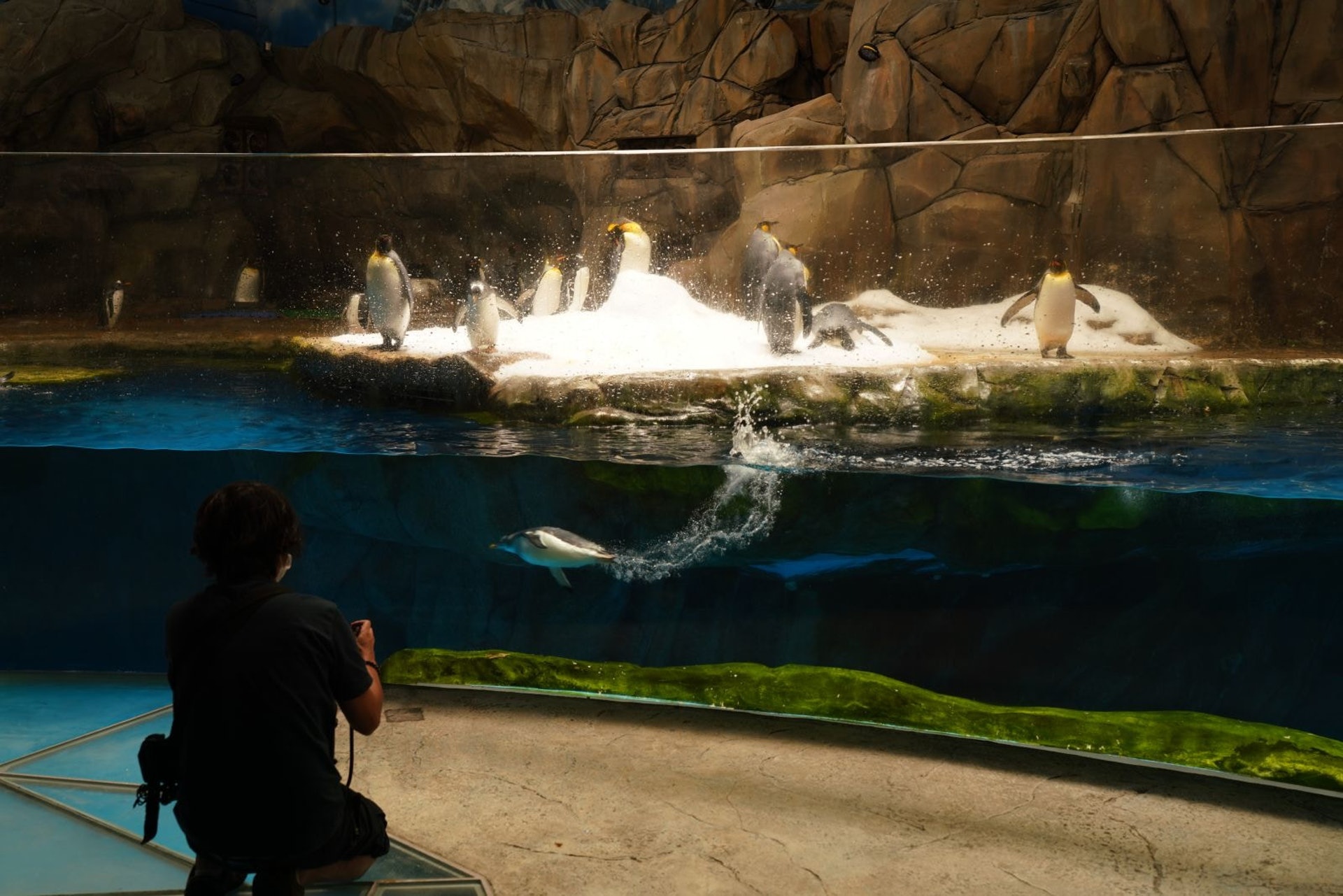 黃豪賢指身為動保團體成員,他坦言反對在沒有任何終止勞役動物計劃前,以公帑向海洋公園撥款。(資料圖片/高仲明攝) 黃豪賢指身為動保團體成員,他坦言反對在沒有任何終止勞役動物計劃前,以公帑向海洋公園撥款。(資料圖片/高仲明攝)