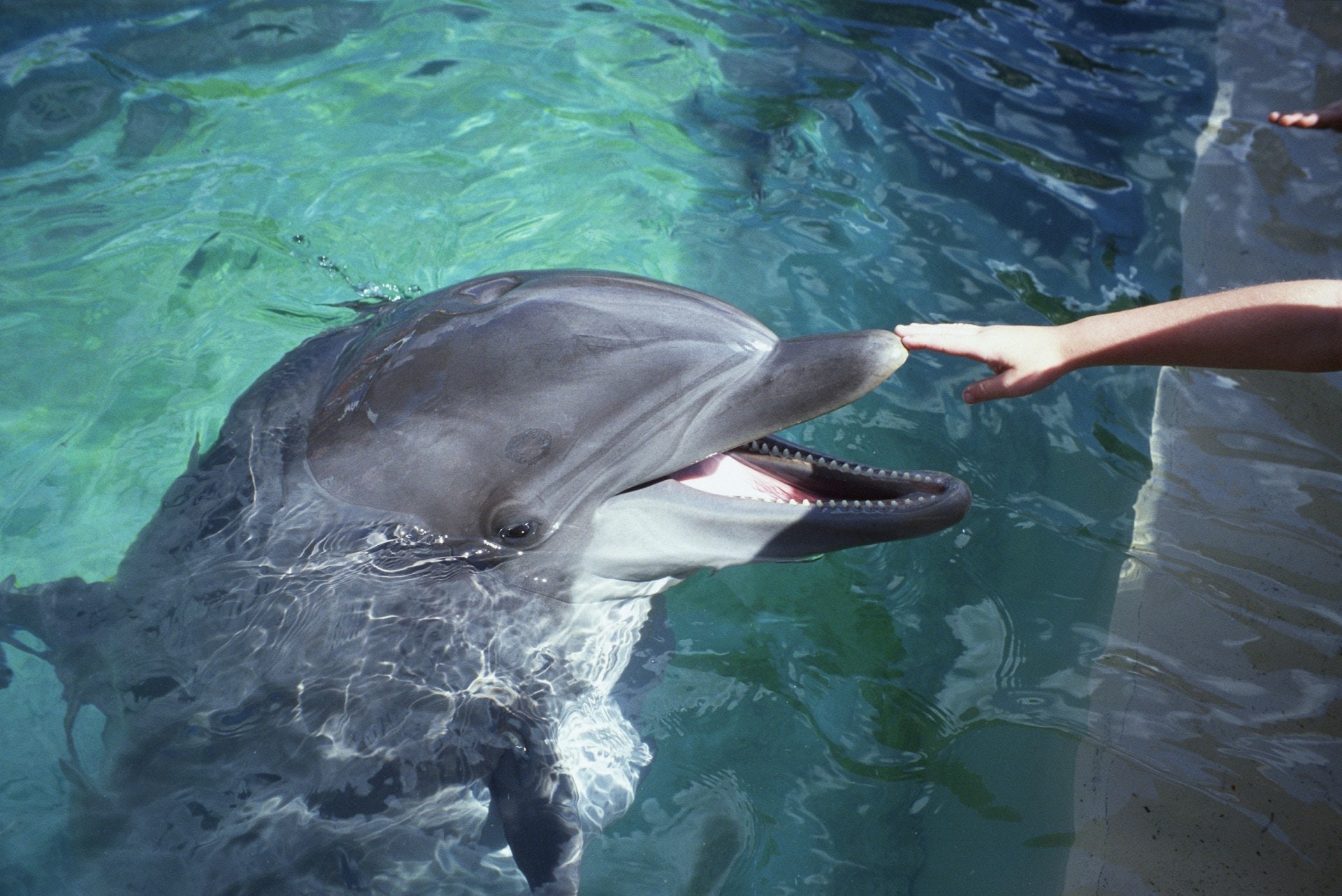 黃豪賢認為應及早討論若海洋公園倒閉後,動物何去何從。(資料圖片/VCG) 黃豪賢認為應及早討論若海洋公園倒閉後,動物何去何從。(資料圖片/VCG)