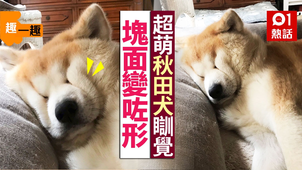 【趣一趣】秋田犬瞓覺瞓到臉變形 傻氣肥臉好治癒 【趣一趣】秋田犬瞓覺瞓到臉變形 傻氣肥臉好治癒