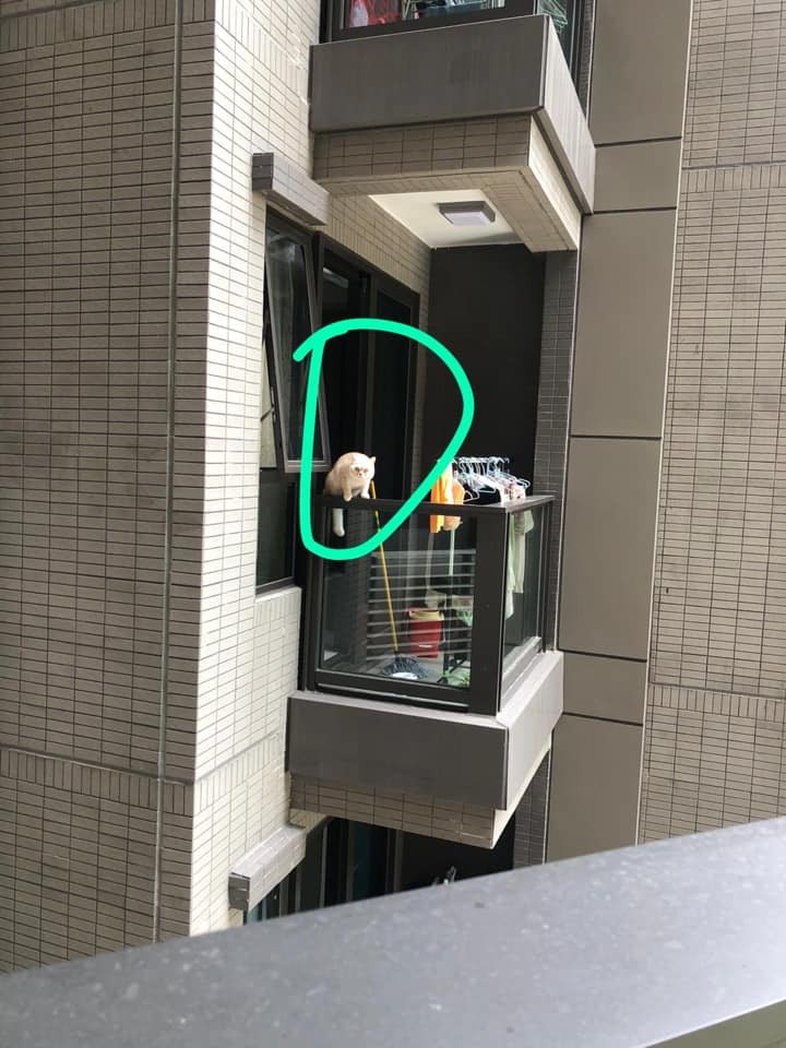 有網民目擊鄰家的貓咪竟爬到25樓高的露台扶手危坐,擔心之下只能貼上紙張於對方家門提醒。(fb群組「貓貓狗狗保護及領養區(香港)」圖片) 有網民目擊鄰家的貓咪竟爬到25樓高的露台扶手危坐,擔心之下只能貼上紙張於對方家門提醒。(fb群組「貓貓狗狗保護及領養區(香港)」圖片)