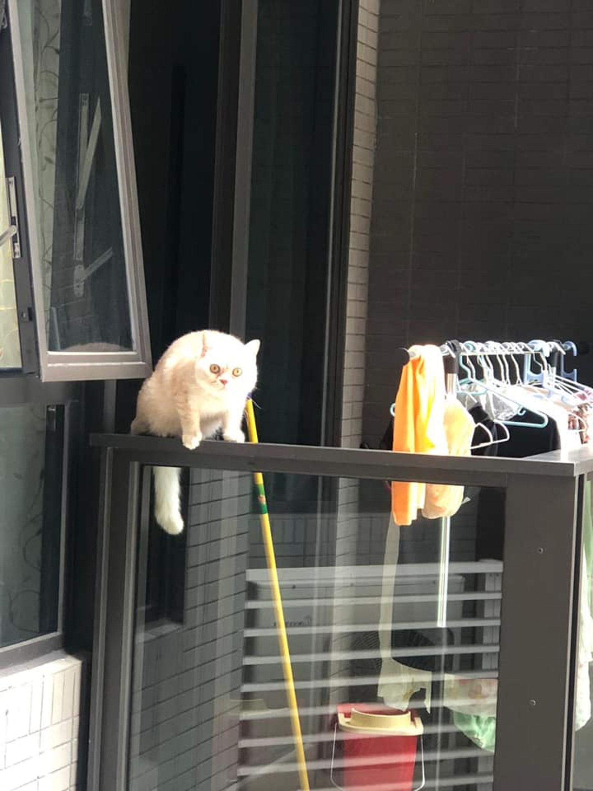 有網民目擊鄰家的貓咪竟爬到25樓高的露台扶手危坐,擔心之下只能貼上紙張於對方家門提醒。(fb群組「貓貓狗狗保護及領養區(香港)」圖片) 有網民目擊鄰家的貓咪竟爬到25樓高的露台扶手危坐,擔心之下只能貼上紙張於對方家門提醒。(fb群組「貓貓狗狗保護及領養區(香港)」圖片)