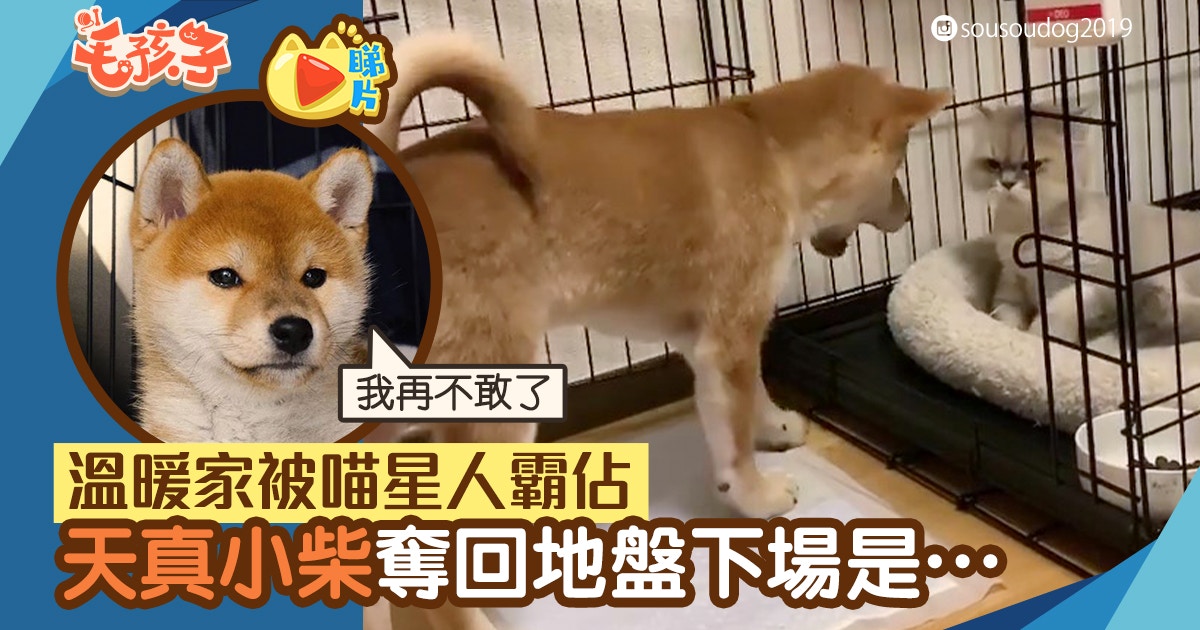 柴犬 溫暖家被貓強佔小柴犬不向惡勢力低頭代價是