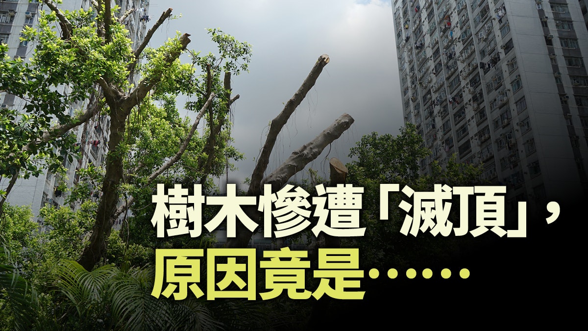 香港缺乏樹藝師 樹木何所依? 香港缺乏樹藝師 樹木何所依?