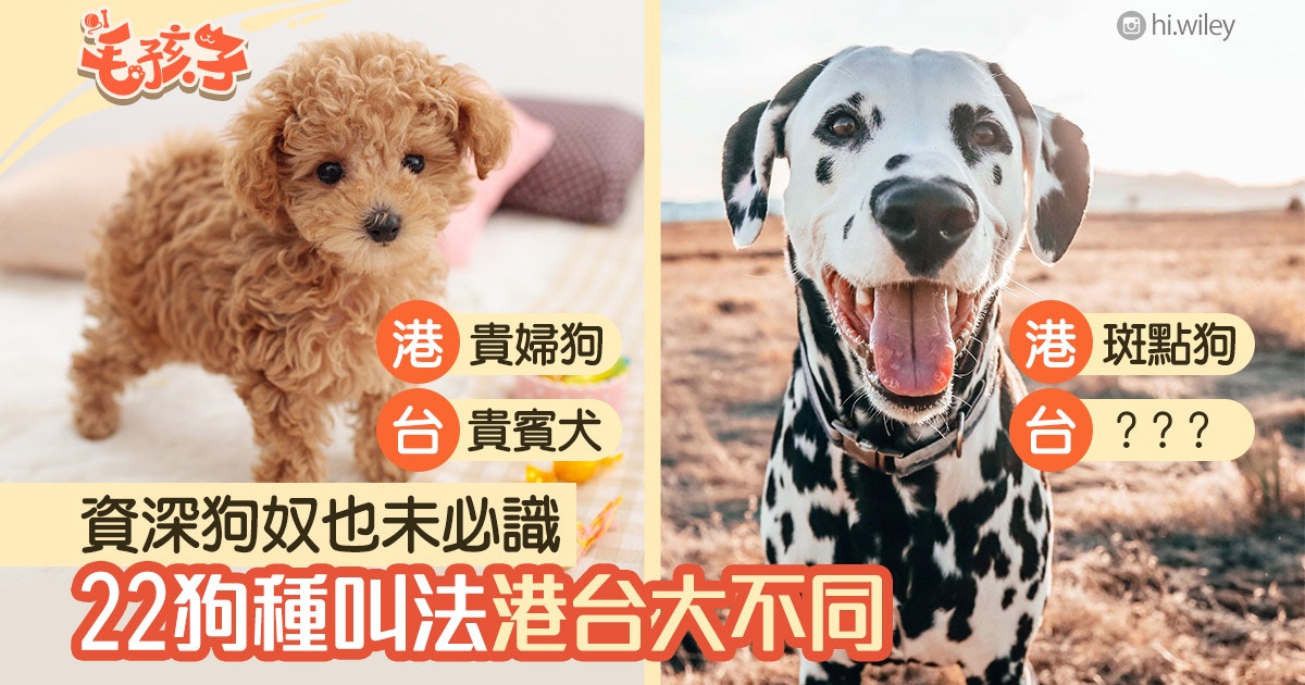 狗品種 22種狗港台譯名不一貴賓狗是貴婦狗柴犬有別名