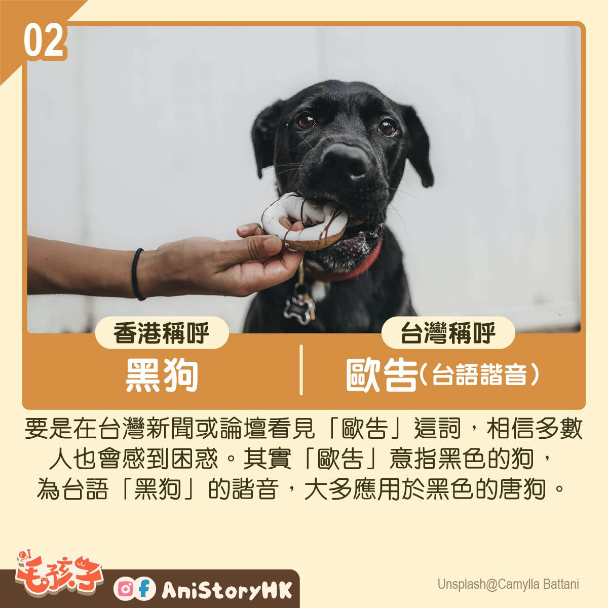 狗狗冷知識 墨西哥無毛犬古時被用來暖床 稀有 醜犬 背後故事