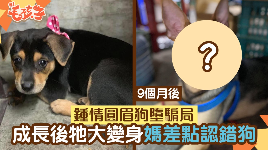 唐狗賣弄超萌 豆眉 騙媽養9個月後露哀怨眉媽嚇呆 香港01 寵物 唐狗賣弄超萌 豆眉 騙媽養9個月後露哀怨眉媽嚇呆 香港01 寵物