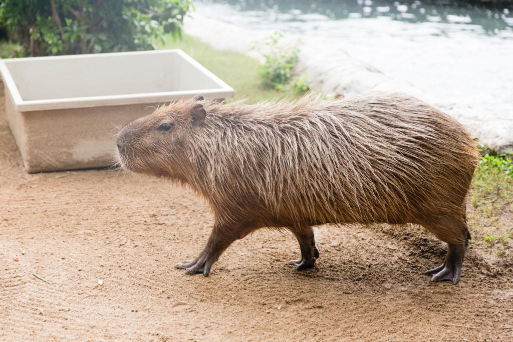蘇國豪指出,水豚作息時間比較特別,隨時隨地會睡覺及進食。 蘇國豪指出,水豚作息時間比較特別,隨時隨地會睡覺及進食。