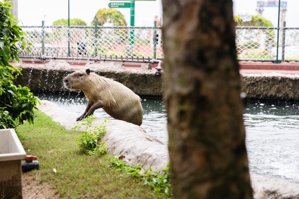 重新開園後,若果水豚不習慣面對人群,會自行走到房間內休息。 重新開園後,若果水豚不習慣面對人群,會自行走到房間內休息。