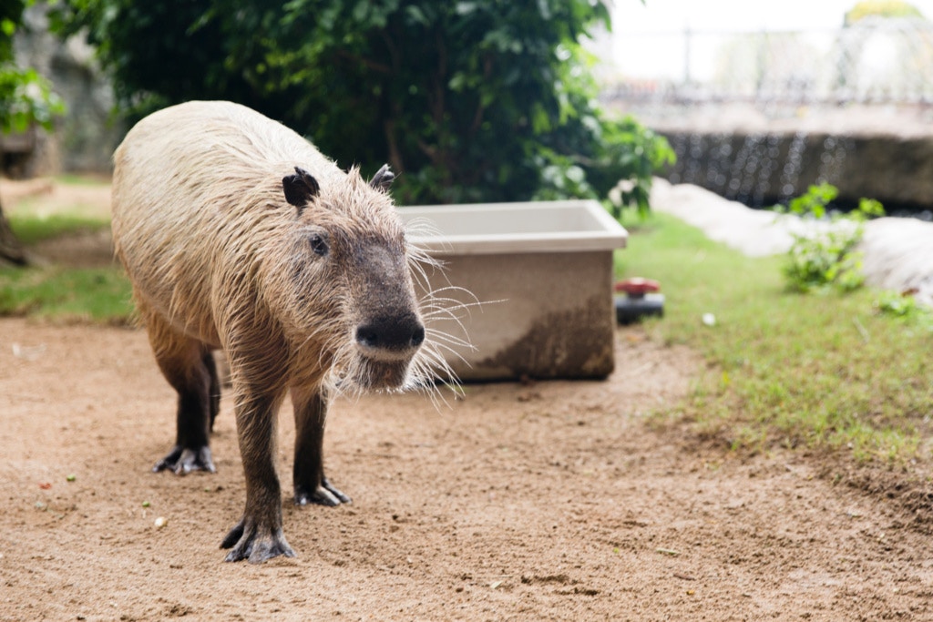 重新開園後,若果水豚不習慣面對人群,會自行走到房間內休息。 重新開園後,若果水豚不習慣面對人群,會自行走到房間內休息。