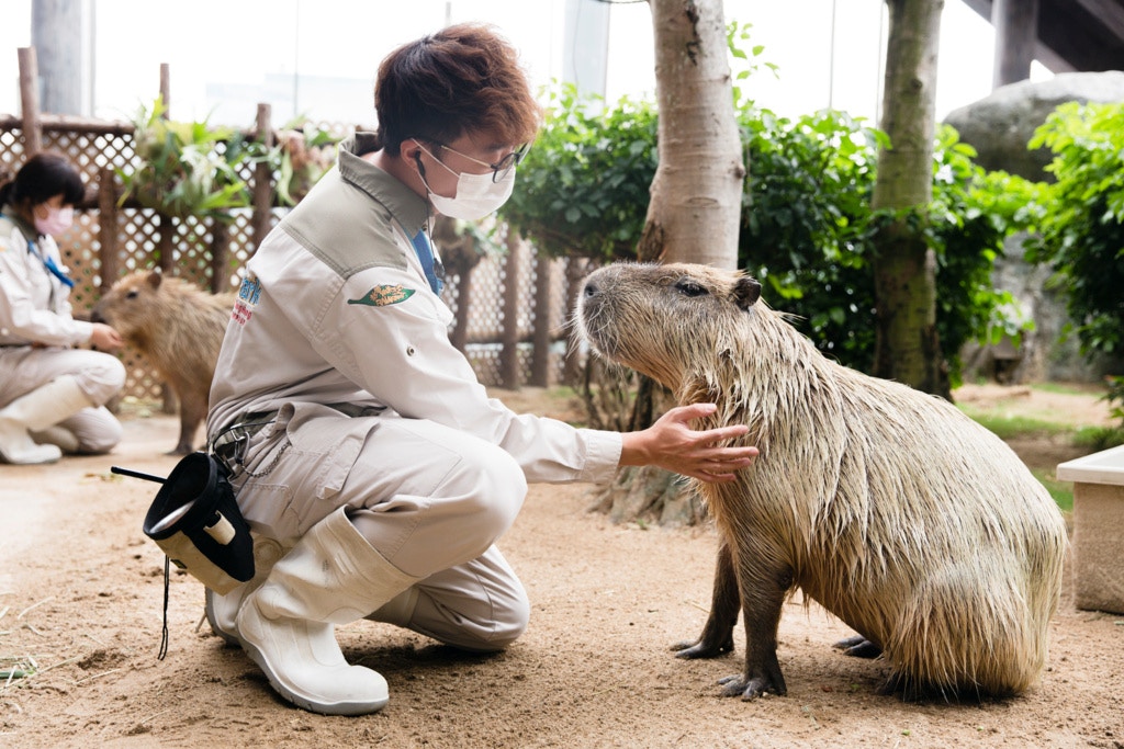 蘇國豪指出,水豚作息時間比較特別,隨時隨地會睡覺及進食。 蘇國豪指出,水豚作息時間比較特別,隨時隨地會睡覺及進食。