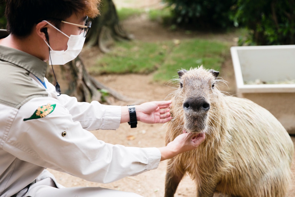 蘇國豪指出,水豚作息時間比較特別,隨時隨地會睡覺及進食。 蘇國豪指出,水豚作息時間比較特別,隨時隨地會睡覺及進食。