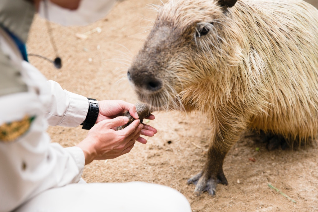 重新開園後,若果水豚不習慣面對人群,會自行走到房間內休息。 重新開園後,若果水豚不習慣面對人群,會自行走到房間內休息。