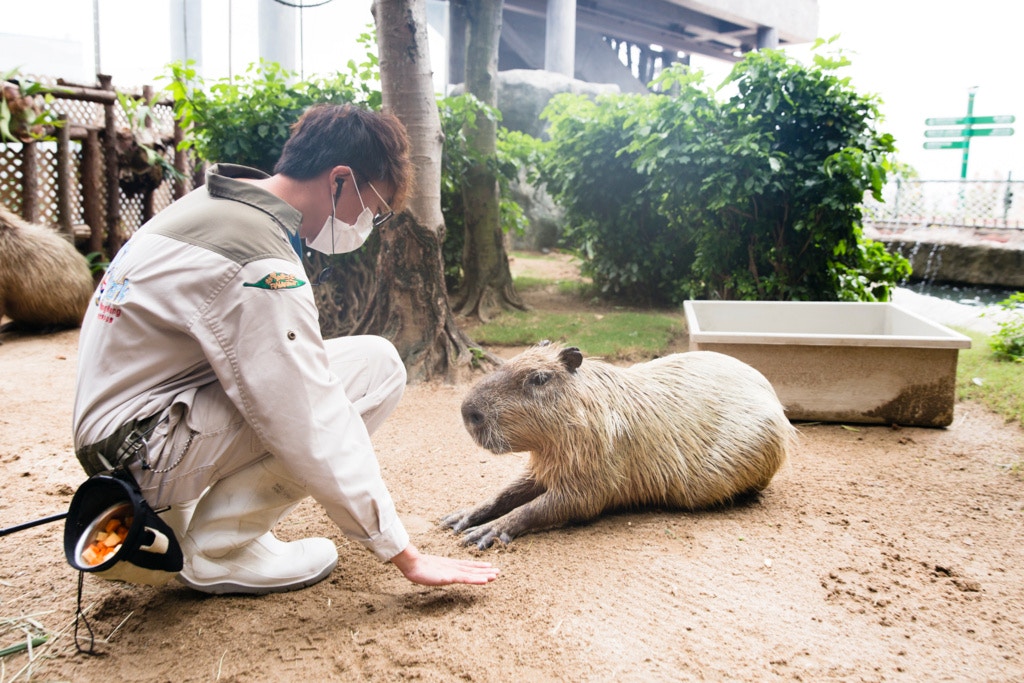 蘇國豪指出,水豚作息時間比較特別,隨時隨地會睡覺及進食。 蘇國豪指出,水豚作息時間比較特別,隨時隨地會睡覺及進食。