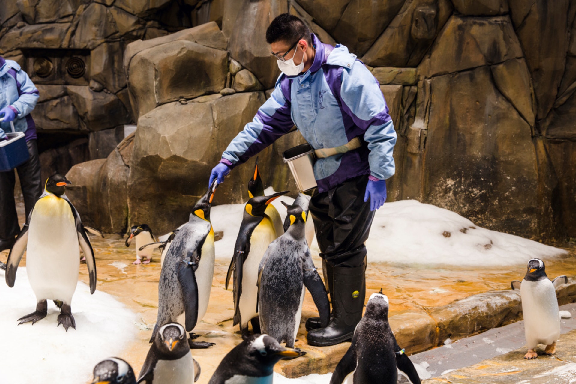 為了讓企鵝在開園後習慣人群的存在,護理員會間中播放模擬人類聲音。 為了讓企鵝在開園後習慣人群的存在,護理員會間中播放模擬人類聲音。