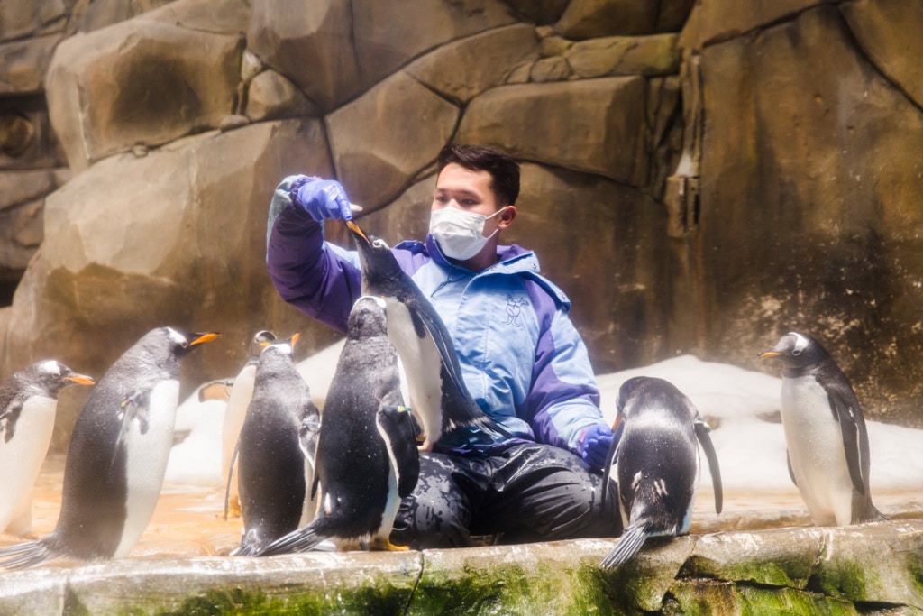 護理員和企鵝們已經變成好朋友。 護理員和企鵝們已經變成好朋友。