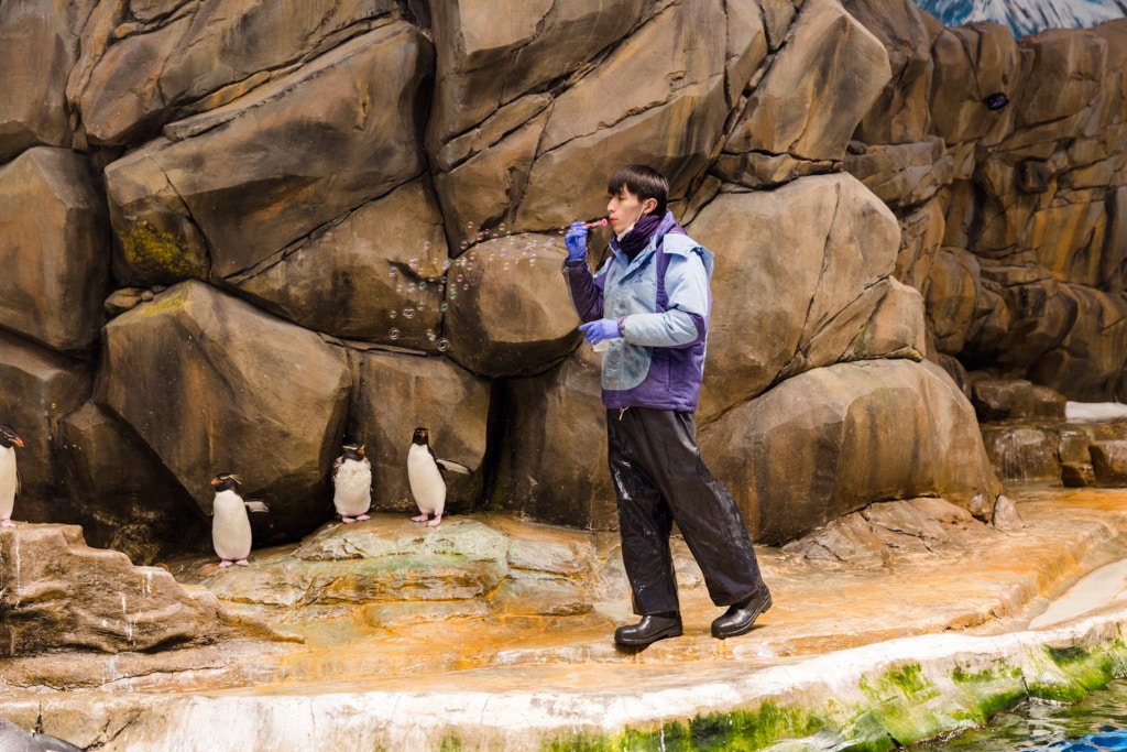 護理員和企鵝們已經變成好朋友。 護理員和企鵝們已經變成好朋友。