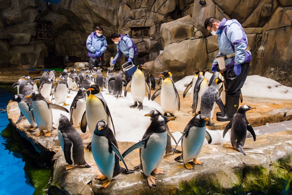 護理員和企鵝們已經變成好朋友。 護理員和企鵝們已經變成好朋友。