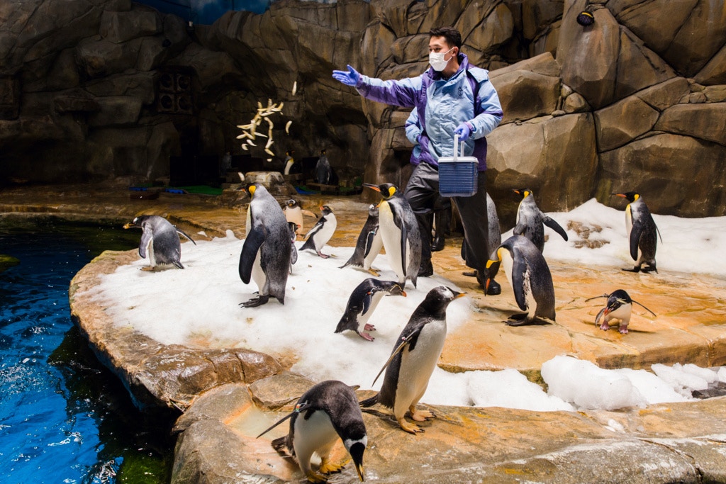 現時園内96隻企鵝,當中30隻約30隻在港出生,全部由周焯邦負責照料。 現時園内96隻企鵝,當中30隻約30隻在港出生,全部由周焯邦負責照料。