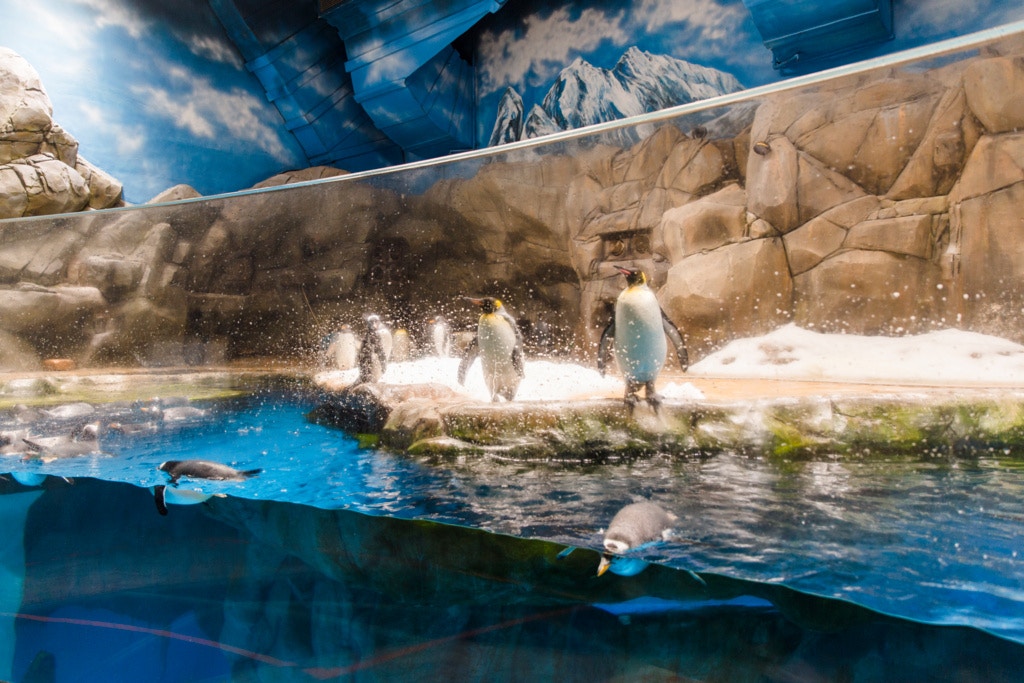 現時園内96隻企鵝,當中30隻約30隻在港出生,全部由周焯邦負責照料。 現時園内96隻企鵝,當中30隻約30隻在港出生,全部由周焯邦負責照料。