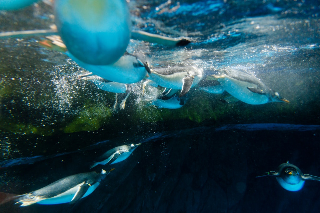 現時園内96隻企鵝,當中30隻約30隻在港出生,全部由周焯邦負責照料。 現時園内96隻企鵝,當中30隻約30隻在港出生,全部由周焯邦負責照料。