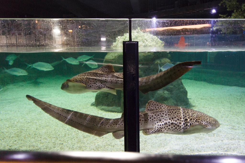 閉館期間,水族員照顧海洋生物的時間變得更加靈活。 閉館期間,水族員照顧海洋生物的時間變得更加靈活。