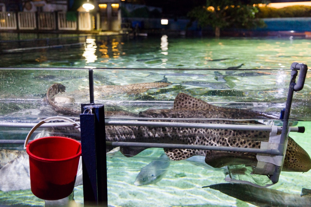 水族園每日會為豹紋鯊檢查身體。 水族園每日會為豹紋鯊檢查身體。