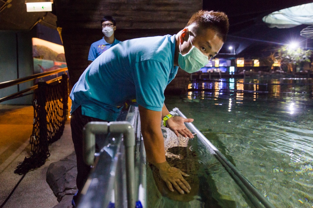 水族園每日會為豹紋鯊檢查身體,包括抽血及檢查有否懷孕。 水族園每日會為豹紋鯊檢查身體,包括抽血及檢查有否懷孕。