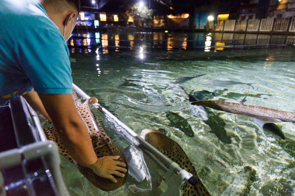 閉館期間,水族員照顧海洋生物的時間變得更加靈活。 閉館期間,水族員照顧海洋生物的時間變得更加靈活。